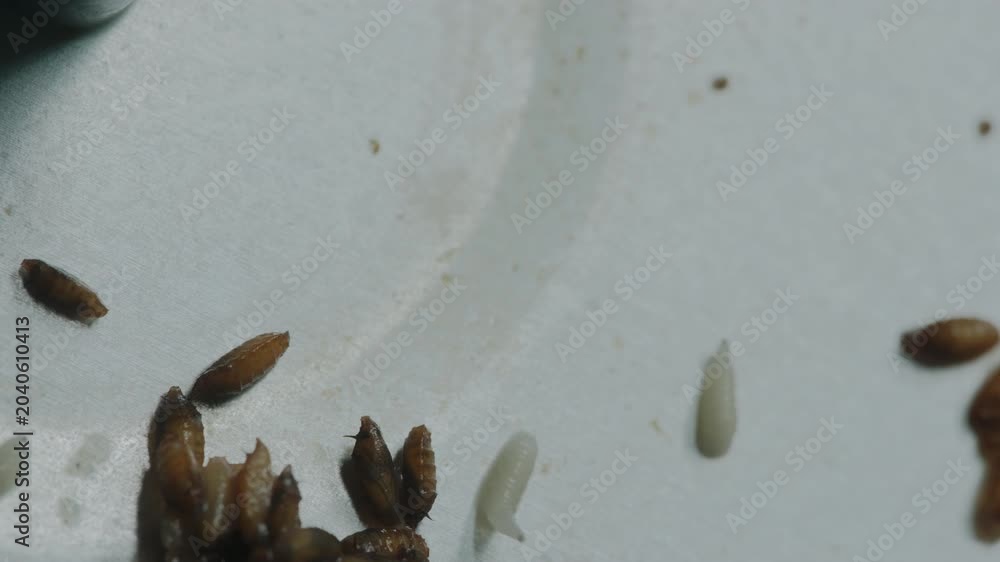 Larvae Infestation Gross Fly Larvae Infestation with Maggots and Pupae Growing on Rotting ...