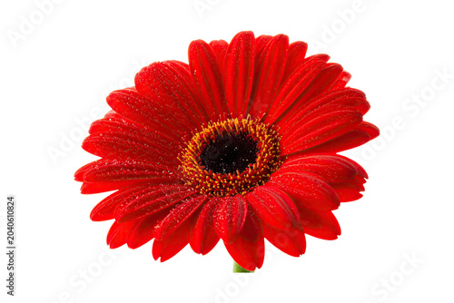 Foto Red gerbera daisy flower with water droplets isolated on white background drople