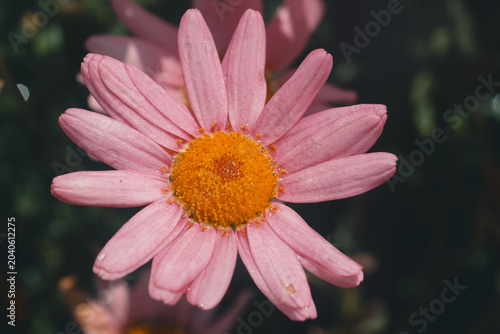 Foto African Daisy Osteospermum Flower with Water Droplets and Dark Green Background in Soft Focus Nature Scene