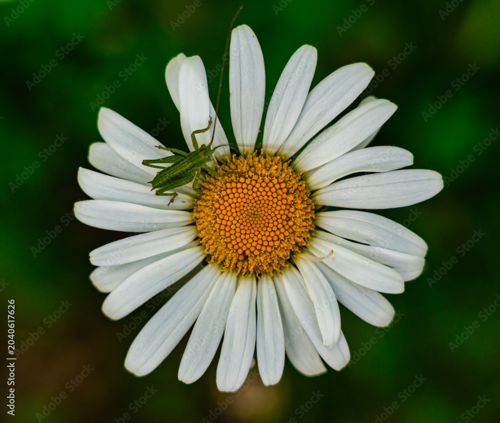 Fototapeta premium Winziger Grashüpfer auf einem Gänseblümchen