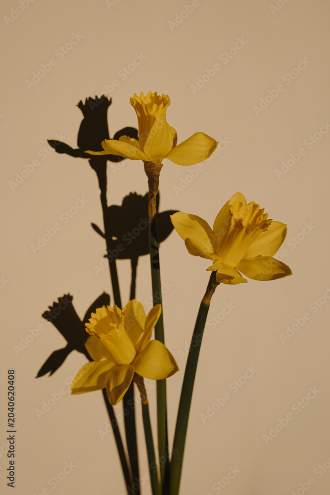 Fototapeta premium Creative Floral Composition Featuring Sharp Silhouettes of Narcissus on Cream Background