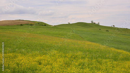 Photography Hills covered in colourful vegetation in early spring, in Mures County, Transylvania