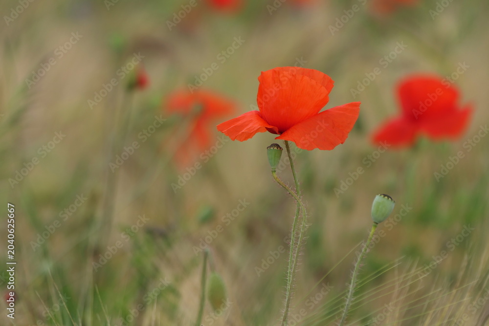 Naklejka premium Klatschmohn