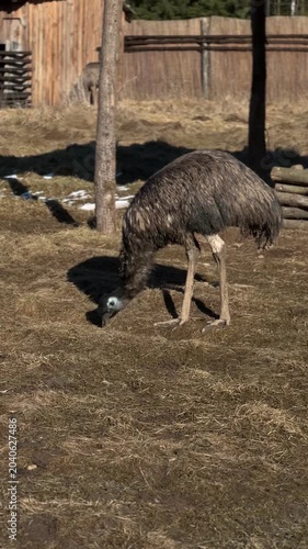 Ostrich Eating Food in Natural Environment. Close-up of an ostrich feeding and eating in a natural outdoor setting.