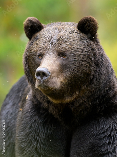 Close-up bear portrait