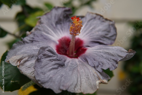 Картината върху платно Close up rare hibiscus flower, purplish with a maroon center and white stripes on its petals, with blur background