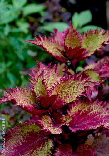 Close‑up view of a coleus plant showcasing its intricate leaf patterns and contrasting colors — vibrant reds, deep purples, and bright greens. Perfect for botanical or garden themes.