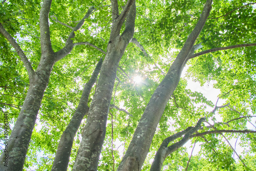 Cuadro en lienzo 新緑のブナの木々と見上げる木漏れ日  Fresh Green Beech Trees and Sunbeams Looking Up in the Forest