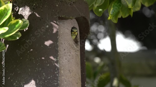 blue tits are nesting in the garden