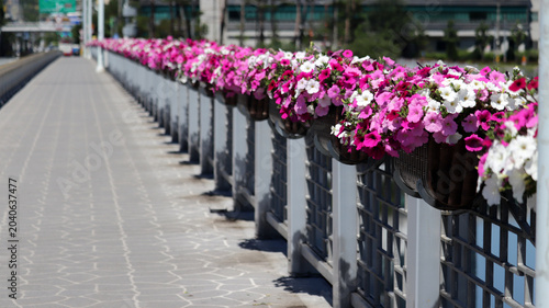 Foto Public Money for Urban Decoration: Floral Displays on Bridge Railing for City Be