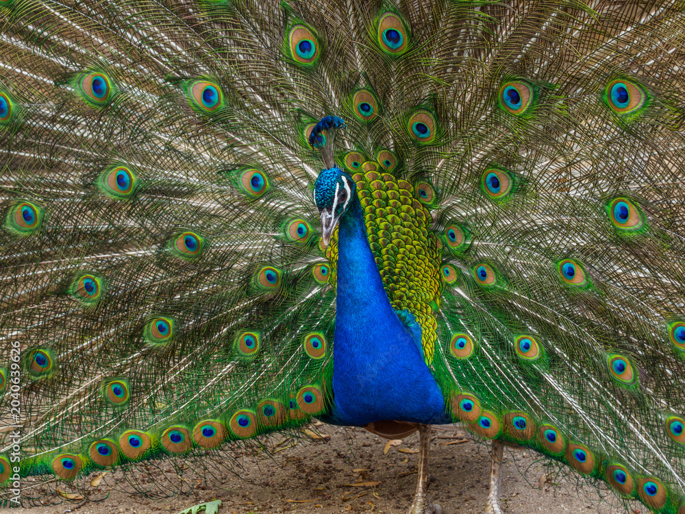 Fototapeta premium Indian peafowl (Pavo cristatus), male with intense blue plumage on the neck and head, and long upper tail feathers arranged in a characteristic tail, fan with 