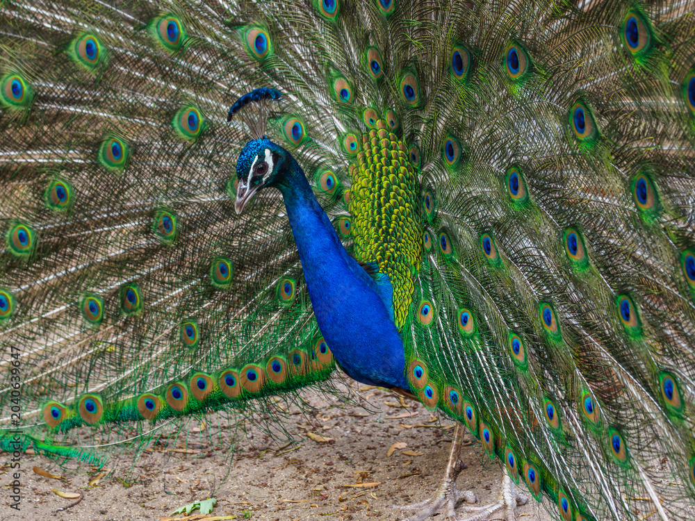 Fototapeta premium Indian peafowl (Pavo cristatus), male with intense blue plumage on the neck and head, and long upper tail feathers arranged in a characteristic tail, fan with 
