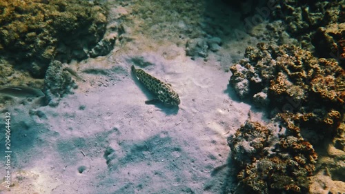 Honeycomb grouper Epinephelus merra resting on sandy ocean floor near coral reef, natural marine life behavior in tropical water, underwater documentary scene.
