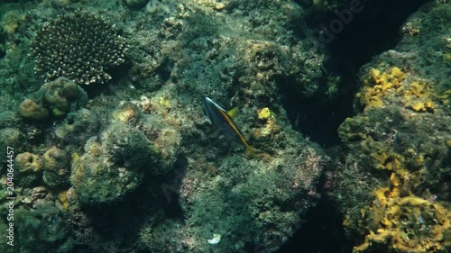 Singular bannerfish swimming near coral reef, Heniochus singularius exploring marine habitat, tropical ocean wildlife behavior, underwater nature documentary.
