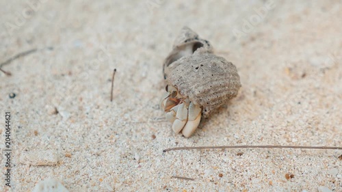 Hermit crab Coenobita variabilis emerging from protective shell, tropical sandy beach environment, coastal wildlife photography, marine biology education, nature background