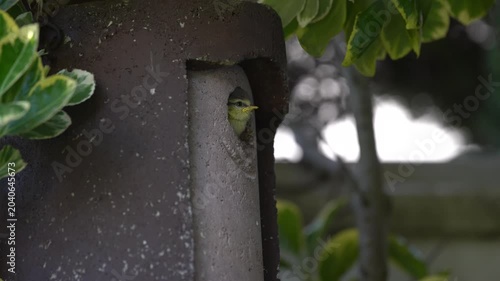 blue tits are nesting in the garden