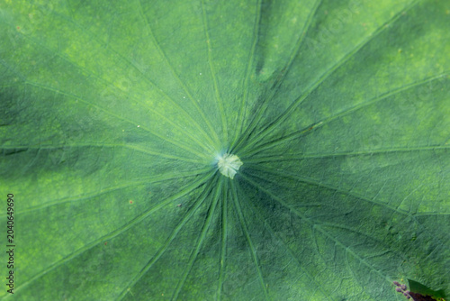 Macro texture of a vibrant green lotus leaf showing radial vein patterns from the center.