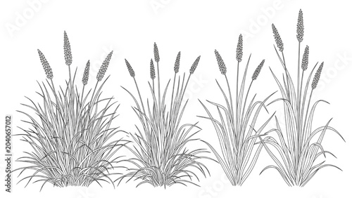Foto 2D CAD Vector illustration of three cattail plants in a row