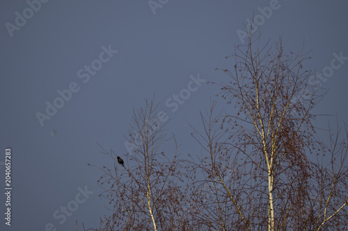 Small bird silhouetted resting on bare birch tree branches against a twilight blue evening sky with faint moon.
