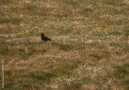 Male Common Blackbird (Turdus merula) with bright orange beak sitting in a dry grass meadow looking for food.