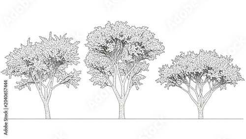 2D CAD Vector illustration of three trees in a landscape setting