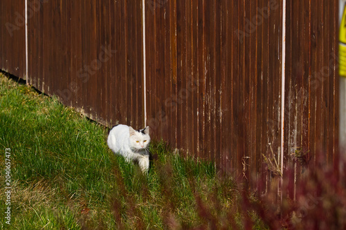 Domestic white cat (Felis catus) with black spots exploring tall green grass next to a rustic brown wooden fence.