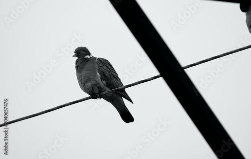 black and white photo of Common Wood Pigeon (Columba palumbus) perched on an urban wire framed by industrial metal beams.