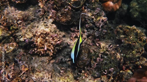 Moorish Idol fish swimming over coral reef, Zanclus cornutus in natural underwater habitat, marine wildlife photography, ocean conservation and scuba diving travel background