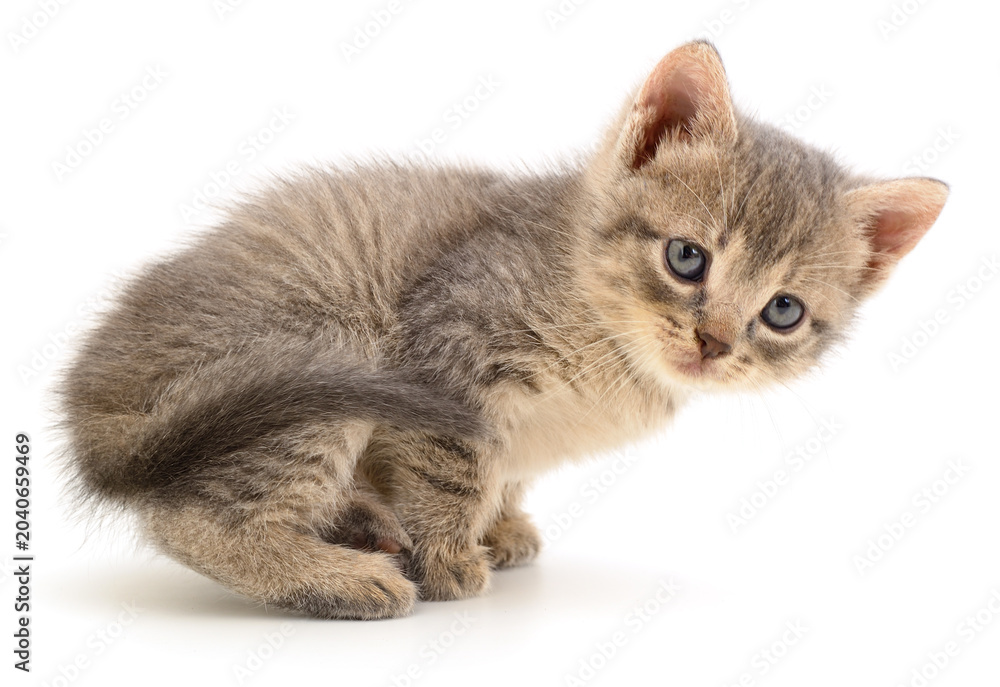 Fototapeta premium Small Gray Kitten Sitting Isolated on White Background