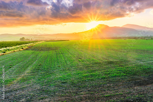 beautiful green spring dawn in a farmland agricultural field with rows of young plant growth and nice sunset sun above mountains on background