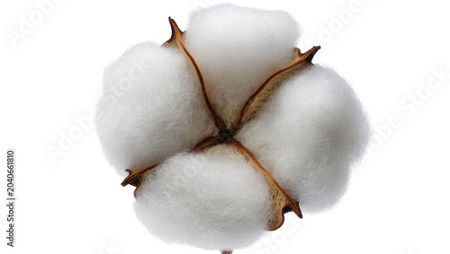 Quadro su tela Fluffy white cotton boll with brown fibrous center, isolated on transparent back