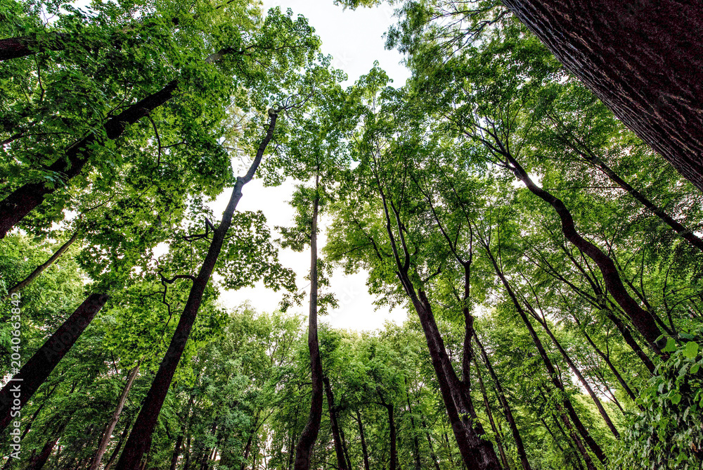 Fototapeta premium Green summer forest landscape greenwood forest trees, grass and cloudy sky