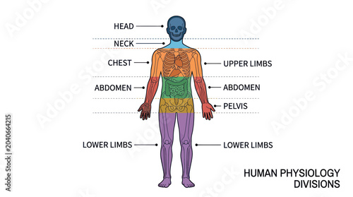 Tableau sur toile Human Physiology Divisions: Anatomical Body Parts Labeled Diagram