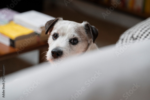 Valokuva Curious Dog Peeking Over Sofa Indoors