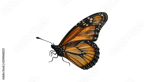 butterfly isolated on white