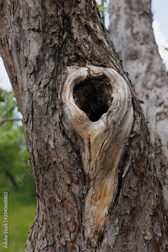 Natural Tree Hollow in Forest – Rustic Woodland Nature Background