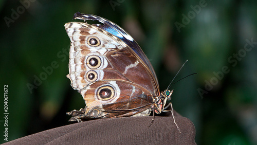 Fotografía blue morpho butterfly