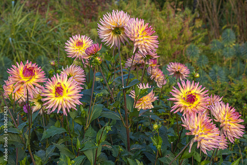 Chrysanthemen