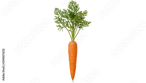 Картината върху платно Fresh orange carrot with green feathery tops, isolated on transparent background