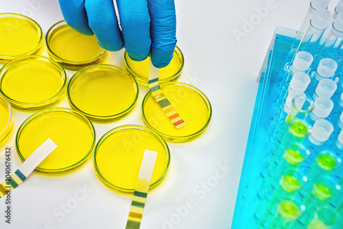 Hands in protective gloves putting test paper stripes into petri dish with yellow liquid sample, closeup detail