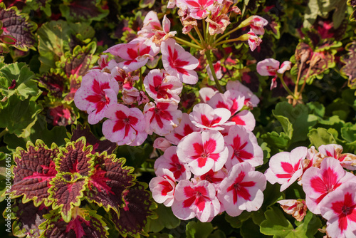 Vibrant pink white red Pelargonium or Geranium flowers, closeup detail, decorative coleus plant leaves near
