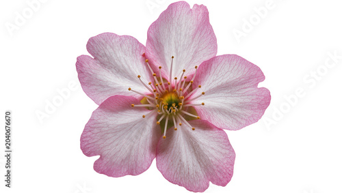 Delicate pink cherry blossom flower with detailed petals and stamen, isolated on transparent background