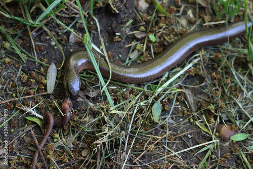 Bild auf Leinwand Adult slowworm eating a earthworm on green grass