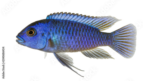 Foto Vibrant blue cichlid fish with detailed scales, isolated on transparent backgrou
