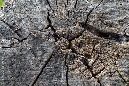 Top view of aged weathered tree stump with deep cracks and rustic texture