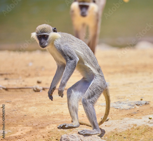Foto monkey