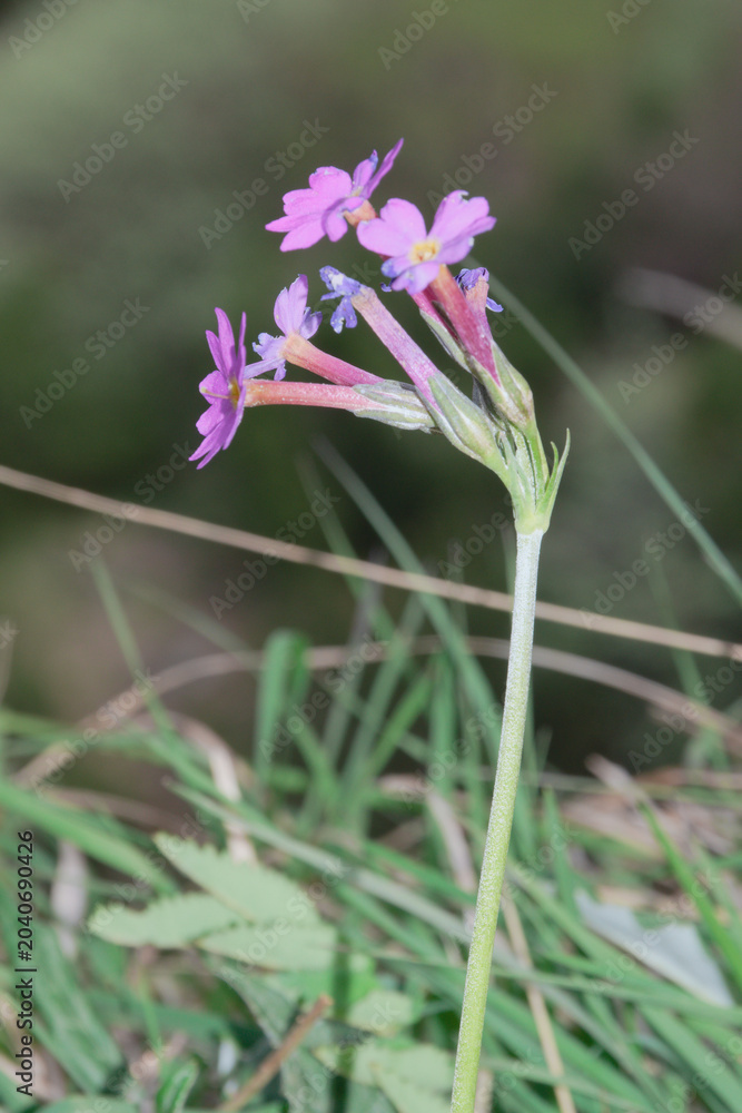 Fototapeta premium Primula halleri. It is commonly known as the long-flowered primrose, and it grows at elevations of 1,500 to 2,700 m (4,900 to 8,900 ft).