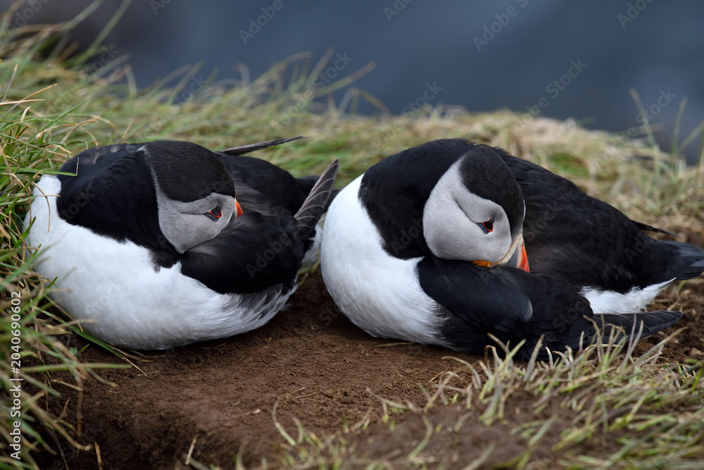 Fototapeta premium Puffin birds on the coastline of Iceland