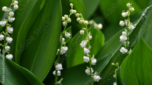 Foto Lily of the valley flower