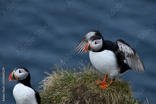 Puffin birds on the coastline of Iceland
